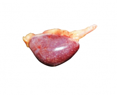 Cật gà